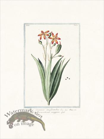 Bonelli 601 Leopard lily